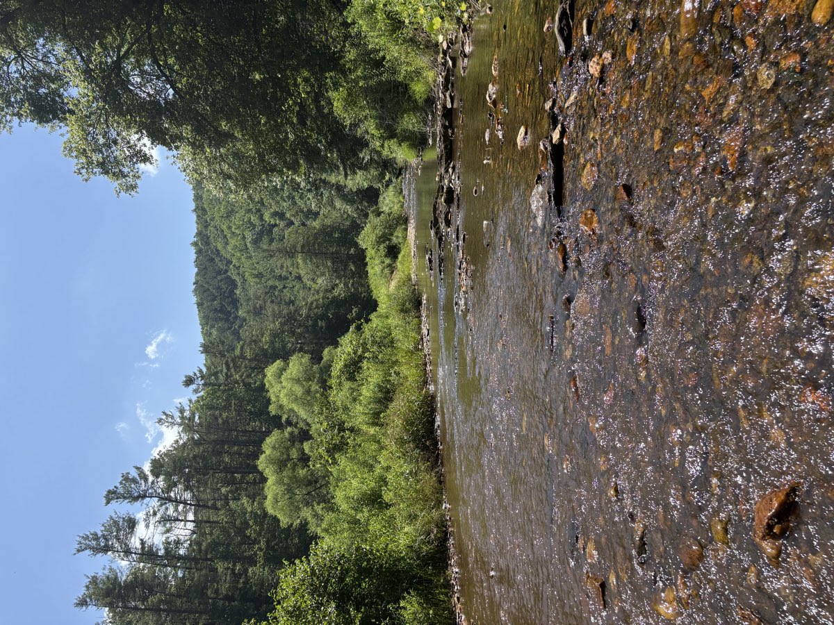 The creek at the bottom